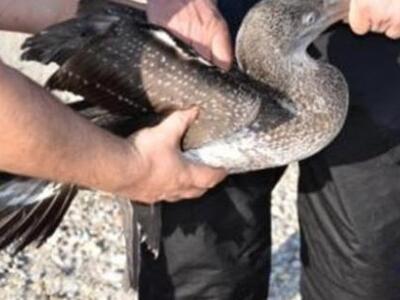 Μια σπάνια Σούλα μπλέχτηκε σε πετονιά αλ...