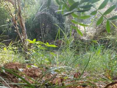 Ηλεία: Συνελήφθη και κατασχέθηκαν (116) ...