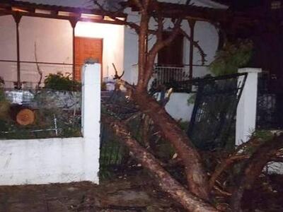 Η κακοκαιρία «ξερίζωσε» δέντρα στον Πύργ...