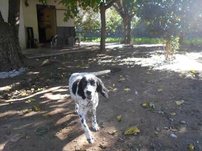 Αχαΐα : Έκλεψαν από φιλοζωικό σύλλογο το...