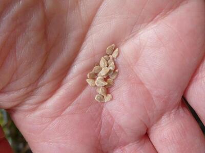 Σχολείο Σπόρων στην Πάτρα - Για επαγγελμ...