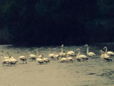 ΟΙΚΙΠΑ: Παρατήρηση πουλιών στους υγρότοπ...