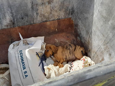 Ζαχάρω: Πέταξαν κουτάβι σε κάδο απορριμμάτων