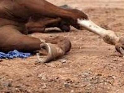 Ασυνείδητοι δηλητηρίασαν 11 αλόγα στον π...