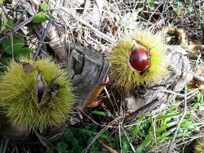 Μαζεύοντας κάστανα στο δάσος