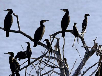 Καταγράφηκαν 107.000 υδρόβια και παραποτ...