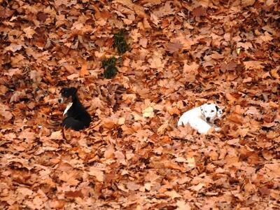 Συνελήφθη 20χρονος που πυροβόλησε αδέσποτο 