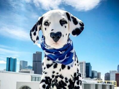 To κουτάβι με σημάδι καρδιάς στη μύτη πο...