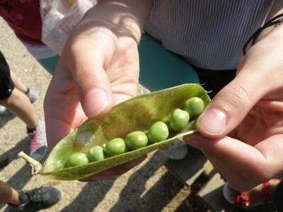 Πάτρα: Δημοτικός Λαχανόκηπος ενάντια στη...