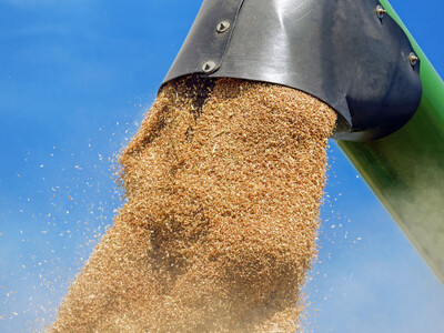 Ιταλία: Μειωμένη κατά 15% η παραγωγή σιτ...