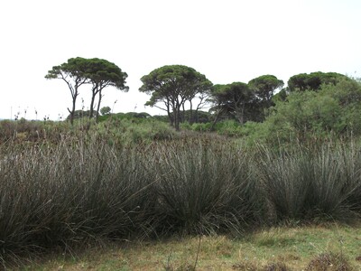 Καταδίκη για λαθροϋλοτομία στο Εθνικό Πά...
