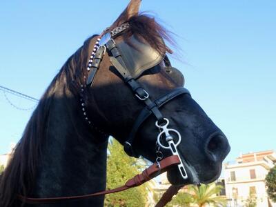 Μεσολόγγι: Το ...καθαρόαιμο άρχισε να κα...