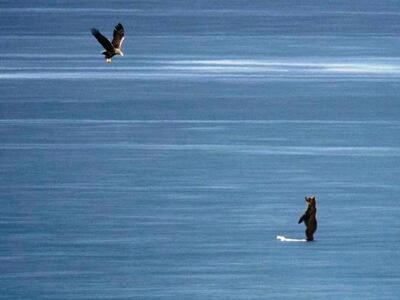 Ξαναεμφανίστηκε η αρκούδα στην παγωμένη ...
