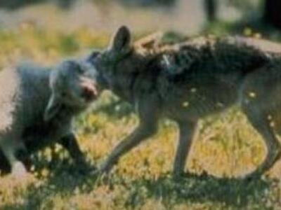Ηλεία: Νέα επίθεση τσακαλιών σε πρόβατα 