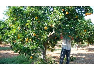 Αιτωλοακαρνανία: Σπείρα Αλβανών ξάφριζε....