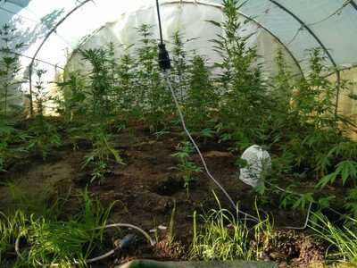 Αγρίνιο: Συνελήφθη άνδρας για καλλιέργει...