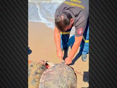 Ηλεία: Πυροσβέστες διέσωσαν δύο χελώνες ...