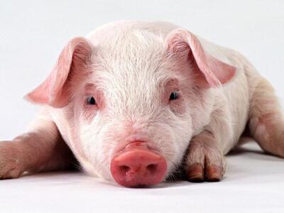 ΠΡΩΤΟΦΑΝΕΣ: Γουρούνι προσπάθησε να κάνει...