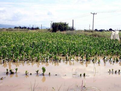 Δυτ. Αχαΐα: Η κακοκαιρία βλάπτει σοβαρά ...
