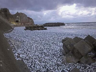 Ιαπωνία: 1.200 τόνοι νεκρών ψαριών στην ...