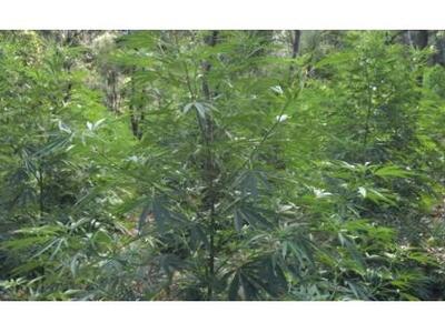 Μεγάλη χασισοφυτεία με ελληνοαλβανικό &q...