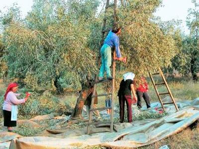 Δήμος Ανδρίτσαινας - Κρεστένων: Συγκομιδ...