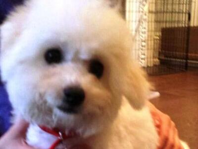 Η Λόλα είναι ο νέος ένοικος της Ντάουνινγκ Στριτ!