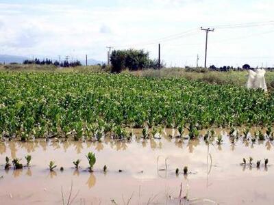 Αποζημιώσεις 750.000 ευρώ από τον ΕΛΓΑ σ...