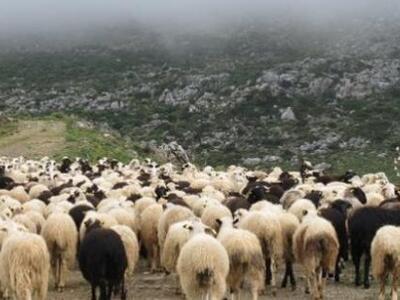 Δομοκός: τρομώδης νόσος σε κοπάδι με πρόβατα