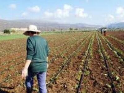 Αυτές οι δύο καλλιέργειες επιδοτούνται «...