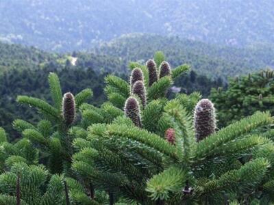 Αναρτούνται προσεχώς οι δασικοί χάρτες τ...