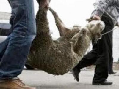 Αιτωλοακαρνανία: Σύλληψη τεσσάρων για ζω...