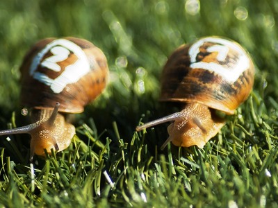 Αγώνες ταχύτητας με… σαλιγκάρια