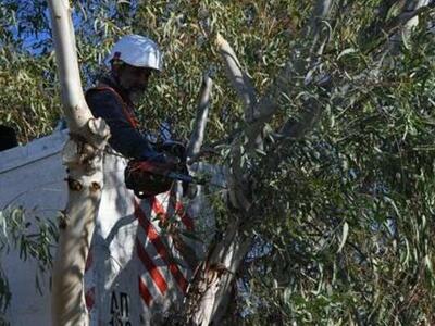 Πάτρα: Κλάδεμα δένδρων στην Κωνσταντινουπόλεως