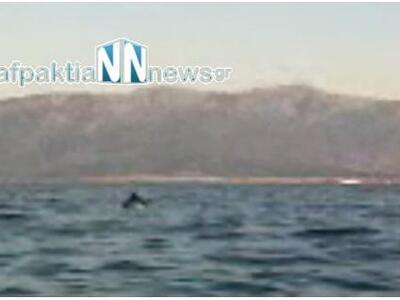 Δελφίνια «παίζουν» στα ανοιχτά του Κρυον...