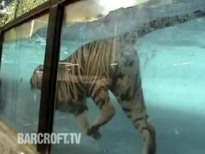 Δείτε την τίγρη που λατρεύει το νερό