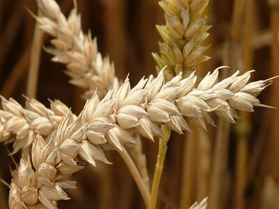 Ρωσία: Μπλόκο στις εξαγωγές σιτηρών και ...