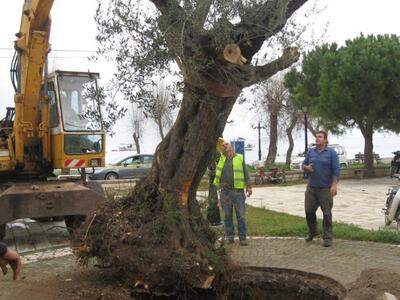 Αιγιάλεια: Στην πλατεία παραλίας Ελαιώνα...