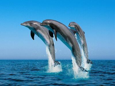 Κοπάδι από δελφίνια εντοπίστηκε στη Ναύπακτο