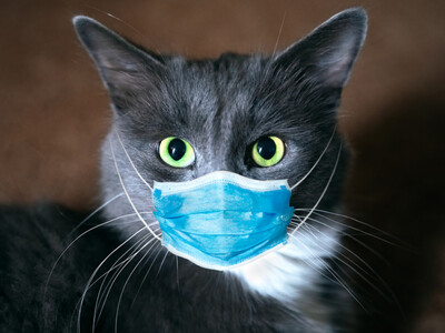 Βρετανία: Γάτος βρέθηκε θετικός στον νέο κορωνοϊό!