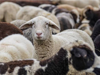 Ευλογιά Αιγοπροβάτων: Η Αχαΐα σε κατάστα...