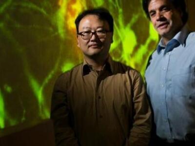 Αναπαράχθηκαν στο εργαστήριο εγκεφαλικά ...