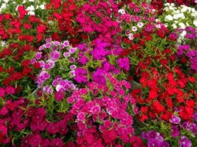 5η Γιορτή των Λουλουδιών στην Άνω Οβρυά