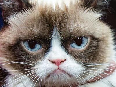 H 'Grumpy Cat' είναι το πρώτο ζώο που απ...