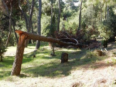 Χάνεται το Δασύλλιο της Πάτρας- Δεκάδες ...
