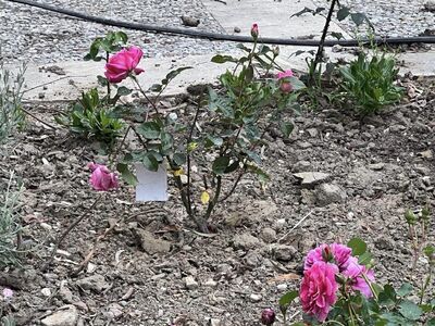 Πανεπιστήμιο Πατρών: Κατέστρεψαν τα λουλ...