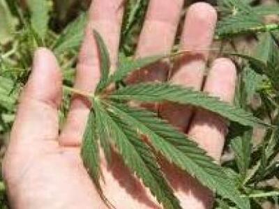 Αλβανία: Μεγάλη ποσότητα μαριχουάνας με ...