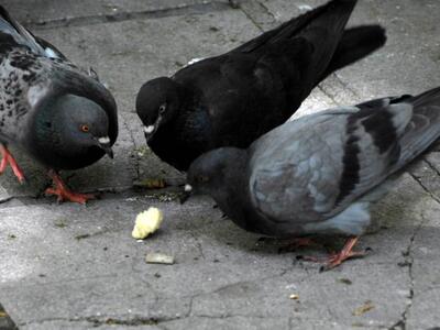 Πάτρα: Ολόκληρη επιχείρηση της Πυροσβεστ...