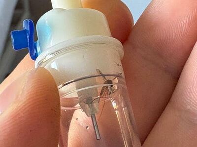 Καταγγελία στο thebest.gr: Κουνούπι σε σ...