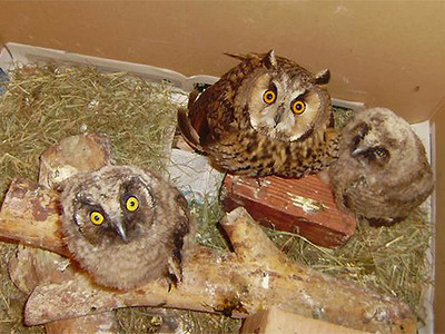 Ο πρώτος νεοσσός νανόμπουφος έφτασε από ...